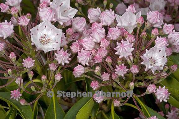 kalmia latifolia 4 graphic